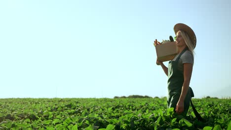 Joven-Agricultora-Rubia-De-Buen-Aspecto-En-El-Sombrero-Caminando-Por-El-Campo-Verde-Y-Llevando-Una-Caja-Con-Verduras-De-Cosecha