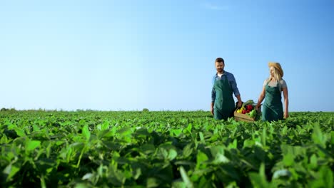 Good-Looking-Woman-And-Man-Farmers-Carrying-Heavy-Box-With-Their-Harvest-And-Vegetables-Through-Green-Field-On-A-Sunny-Day