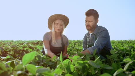 Pretty-Young-Blond-Woman-And-Handsome-Man,-Farmers-Sitting-And-Picking-Up-Leaves