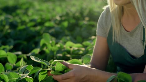 Close-Upof-The-Green-Leaves-Of-The-Harvest-In-The-Field-While-Female-Hands-Examining-Them-And-Then-Camera-Moving-To-The-Happy-Face-Of-The-Beautiful-Woman-Farmer