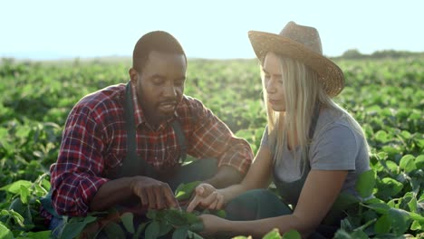 Young-Handsome-Man-And-Pretty-Woman-Farmers-Talking-While-Sitting-In-The-Green-Field-And-Picking-Up-Their-Harvest-Green-Leaves