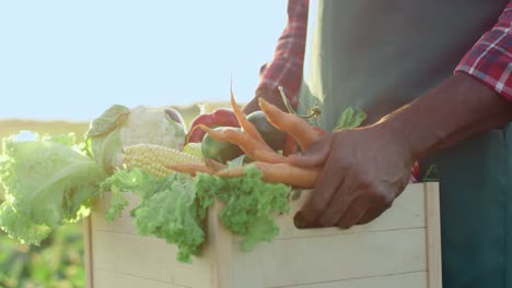 Close-Up-Of-The-Mature-Vegetables-In-The-Box-After-Being-Harvested-And-Male-Hands-Holding-It-In-The-Field