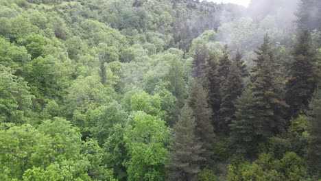 Aerial-View-Of-A-Wonderful-Misty-Forest-Of-The-Pyrenees-In-Which-There-Are-All-Kinds-Of-Trees,-Pines,-Firs,-Beeches,-Birches,-Etc