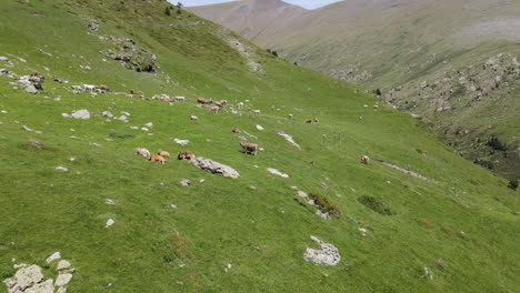 Aerial-View-Of-A-Group-Of-Cows-Grazing-On-A-Green-Mountainside-In-The-Pyrenees
