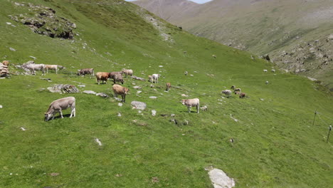 Beautiful-Aerial-Shot-Of-A-Group-Of-Cows-Grazing-On-A-Green-Mountainside-In-The-Pyrenees