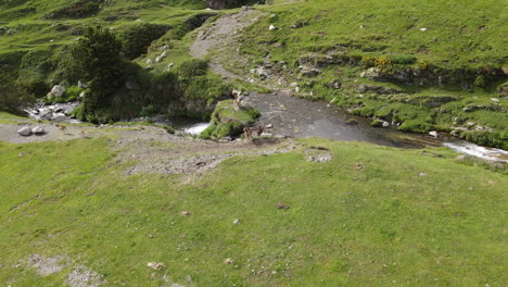 Nice-Aerial-Shot-Of-A-Group-Of-Mountain-Goats-Crossing-A-River-In-The-Pyrenees