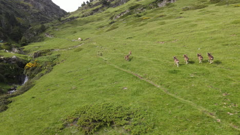 Beautiful-Aerial-Shot-Of-A-Group-Of-Mountain-Goats-Running-Through-A-Green-Valley-In-The-Pyrenees
