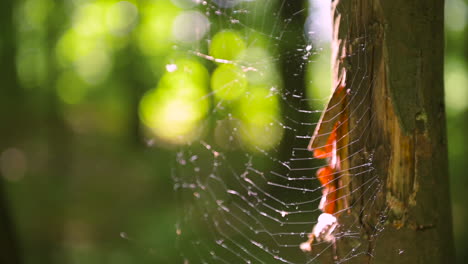 Close-Up-Of-A-Spiderweb-In-The-Woods