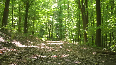 Trockene-Blätter-Auf-Einem-Pfad-In-Einem-Friedlichen-Grünen-Wald