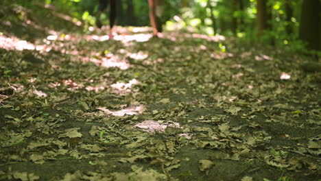 Close-Up-Of-Sportswomen-Legs-Running-In-A-Leaf-Covered-Path-In-The-Woods