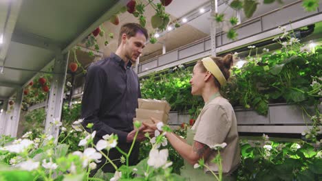 Female-Worker-Of-Vertical-Farm-Passing-Stack-Of-Containers-With-Fresh-Ripe-Strawberries-To-Young-Businessman-While-Both-Standing-In-Aisle
