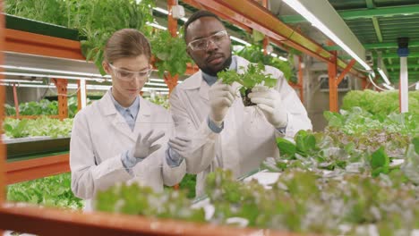 Young-Male-Worker-Of-Contemporary-Vertical-Farm-Showing-His-Female-Colleague-Sample-Of-New-Sort-Of-Lettuce-In-Small-Pot