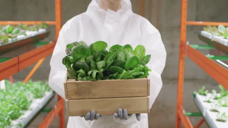 Young-Gloved-Female-Agroengineer-In-Protective-Workwear-Holding-Wooden-Box-With-Green-Spinach-Seedlings-Inside-Vertical-Farm