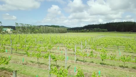 Rows-Of-Grape-Vines-Growing-In-A-Huge-Vineyard-Field-In-A-Sunny-Day