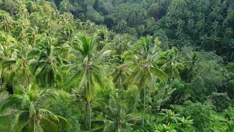 Aerial-View-Of-A-Lush-Palm-Forest-1