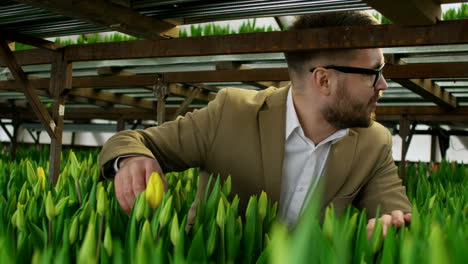 He-Inspecting-Buds-Of-Yellow-Tulips-Growing-In-Raised-Beds-In-Wholesale-Greenhouse