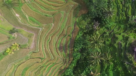 Luftaufnahmen-Mit-Drohne-Von-Grünen,-Terrassierten-Reisfeldern-In-Bali