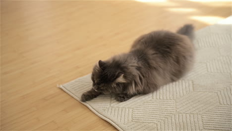 Entzückende-Graue-Katze-Leckt-Pfote,-Während-Sie-Sich-Ruhig-Auf-Beigem-Teppich-Im-Wohnzimmer-Ausruht