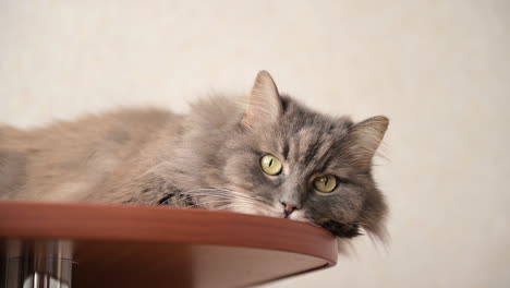 Fluffly-Lazy-Cat-Lying-On-Wooden-Table-At-Home-And-Resting