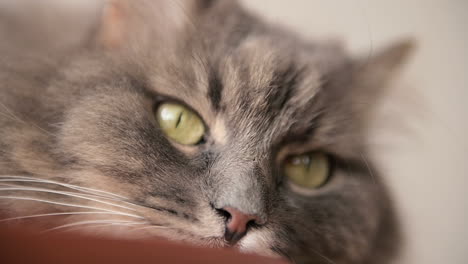 Close-Up-Of-A-Fluffy-Lazy-Cat-Resting-And-Looking-At-Camera