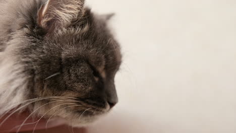 Close-Up-Of-A-Fluffy-Grey-Cat-Lying-On-Table-And-Looking-At-Something