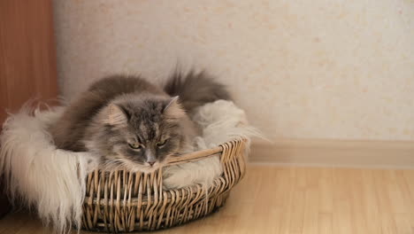 Cute-Domestic-Grey-Cat-Lying-In-A-Wicker-Basket-And-Looking-At-Something