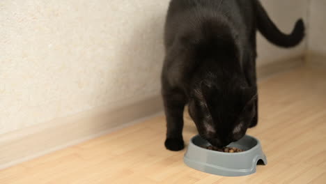 Hungrige-Schwarze-Katze,-Die-Zu-Hause-Futter-Aus-Der-Schüssel-Isst