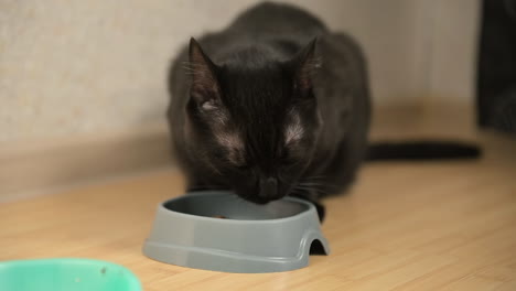 Hungrige-Schwarze-Katze,-Die-Zu-Hause-Futter-Aus-Der-Schüssel-Isst-1
