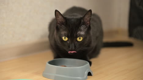 Cute-Domestic-Black-Cat-Licking-Mouth-After-Eating-Food-From-Bowl-At-Home