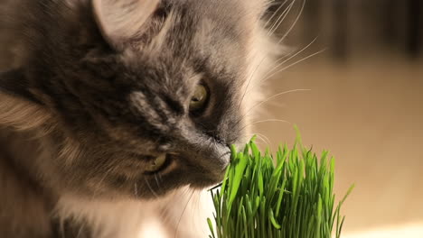 Close-Up-Of-A-Cut-Grey-Cat-Sniffing-And-Licking-Fresh-Catnip-At-Home
