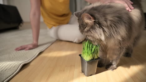 Cute-Grey-Cat-Sniffing-And-Licking-Plant-While-Unrecognizable-Woman-Sitting-On-Floor-And-Petting-Him