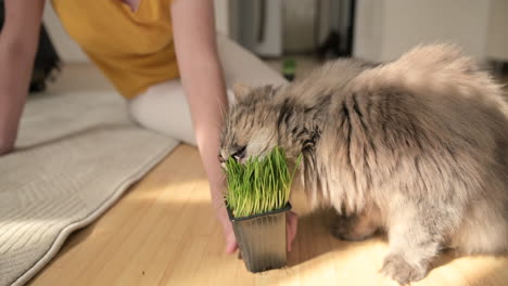 Domestic-Grey-Cat-Sniffing-And-Licking-Catnip-While-Unrecognizable-Woman-Sitting-On-Floor-Petting-Him-And-Holding-The-Plant-Pot