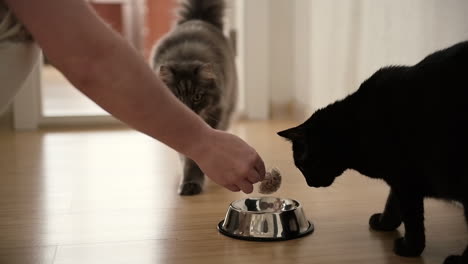 Nicht-Erkennbarer-Katzenbesitzer,-Der-Zu-Hause-Futter-Auf-Metallschüssel-Legt