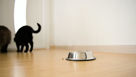 Two-Domestic-Cats-Standing-In-The-Room-In-Front-Of-A-Closed-Door-After-Eating-Food-From-Metal-Bowl
