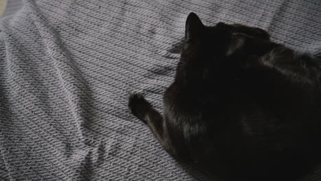 Süße-Schwarze-Hauskatze,-Die-Auf-Einer-Grauen-Decke-Liegt-Und-Mit-Ball-Und-Schnürsenkeln-Spielt