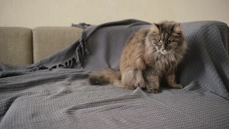 Cute-Fluffy-Cat-Sitting-On-Sofa-And-Looking-Around