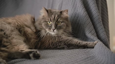 Cute-Fluffy-Cat-Lying-On-Sofa-And-Looking-Around