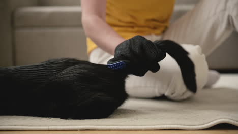 Close-Up-Of-An-Unrecognizable-Woman-Sitting-On-Floor-And-Brushing-Her-Black-Cat-Using-Glove