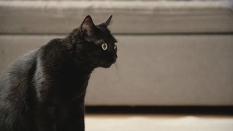 Portrait-Of-A-Domestic-Black-Cat-Staring-At-Something-At-Home