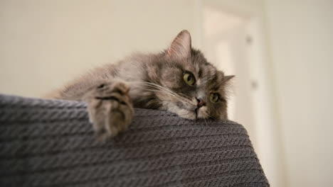 Adorable-Domestic-Cat-Resting-On-Sofa-At-Home