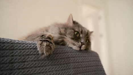 Adorable-Tired-Cat-Resting-On-Sofa-At-Home