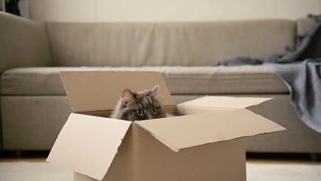 Adorable-Cat-Sitting-Inside-A-Cardboard-Box-At-Home