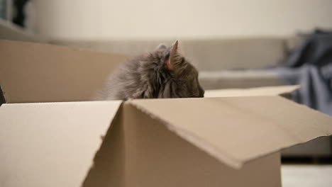 Adorable-Cat-Sitting-Inside-A-Cardboard-Box-And-Then-Jumping-Onto-Sofa