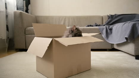 Adorable-Cat-Sitting-Inside-A-Cardboard-Box-At-Home-1