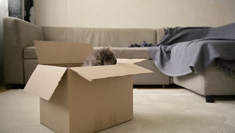 Cute-Grey-Cat-Sitting-Inside-A-Cardboard-Box-And-Then-Jumping-Out