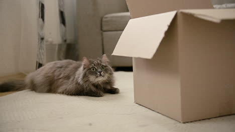 Cute-Domestic-Cat-Lying-On-Floor,-Moving-Its-Tail-And-Looking-At-Cardboard-Box