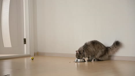 Hungrige,-Flauschige-Graue-Katze,-Die-Zu-Hause-Nahrung-Aus-Metallschüssel-Isst