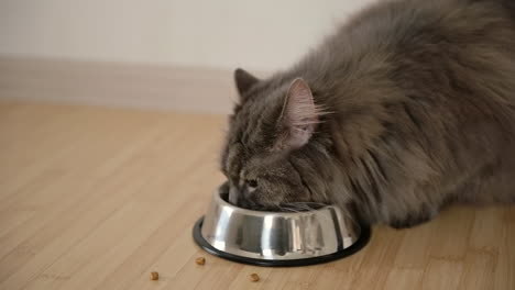 Nahaufnahme-Einer-Hungrigen,-Flauschigen-Grauen-Katze,-Die-Zu-Hause-Essen-Aus-Einer-Metallschüssel-Isst