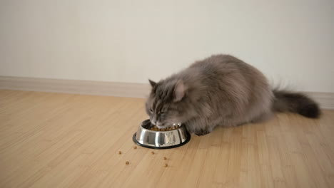 Close-Up-Of-A-Hungry-Fluffy-Grey-Cat-Eating-Food-From-Metal-Bowl-At-Home-1