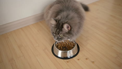 Top-View-Of-A-Hungry-Fluffy-Grey-Cat-Eating-Food-From-Metal-Bowl-At-Home